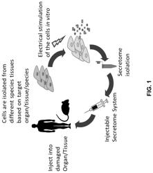 Electrical stimulation of cells to induce enhanced secretome for therapeutic applications