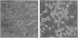 CROSSLINKED HYALURONIC ACID-COLLAGEN GELS FOR IMPROVING TISSUE GRAFT VIABILITY AND SOFT TISSUE AUGMENTATION