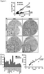 ANTI-CD93 ANTIBODY