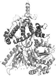 MODIFIED PRP43 HELICASE AND USE THEREOF