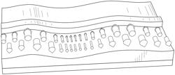 OPTICAL WAVEGUIDE COMPONENTS POSSESSING HIGH NONLINEAR EFFICIENCY AND ADAPTIVE-PROFILE POLING PROCESS TO FABRICATE THE SAME