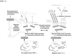 Nanohelix-substrate complex for controlling macrophage behavior, preparation method thereof, and method of controlling adhesion and polarization of macrophage by using the same