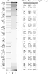 VACCINE COMPOSITIONS COMPRISING BRUCELLA STRAINS AND METHODS THEREOF