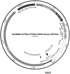 COMPOSITIONS AND METHODS FOR LIVER-SPECIFIC EXPRESSION OF FOLLISTATIN