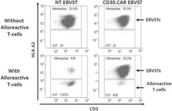 VIRUS-SPECIFIC IMMUNE CELLS EXPRESSING CHIMERIC ANTIGEN RECEPTORS