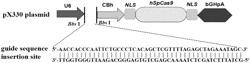 PRIMATE DISEASE MODEL CONSTRUCTION METHOD BASED ON FAST GENE EDITION