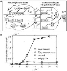 BIOSENSORS FOR DETECTING AND/OR NEUTRALIZING BIOAVAILABLE URANIUM AND RELATED U-SENSITIVE GENETIC MOLECULAR COMPONENTS, GENE CASSETTES, VECTORS, GENETIC CIRCUITS, COMPOSITIONS, METHODS AND SYSTEMS