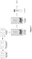 Stable compositions of MRNA-loaded lipid nanoparticles and processes of making