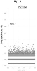 Cross-species compatible adeno-associated virus compositions and methods of use thereof