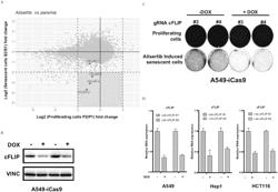 INDUCERS OF SENESCENCE, IN COMBINATION WITH A SELECTIVE DEATH RECEPTOR 5 (DR5) AGONIST, FOR USE IN A METHOD OF TREATING CANCER