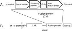 GENETICALLY ENGINEERED CELLS AND USES THEREOF