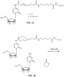 Reusable initiators for synthesizing nucleic acids