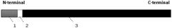 RECOMBINANT KOD POLYMERASE