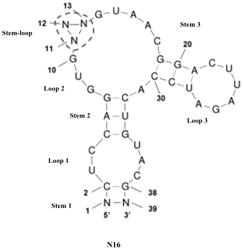 METHOD FOR DETECTING AND QUANTIFYING RNA